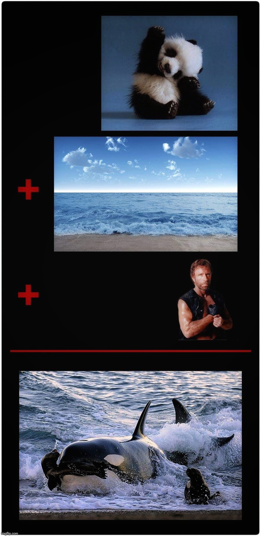 Norris of the Sea | image tagged in chuck norris,orca,killer whale | made w/ Imgflip meme maker