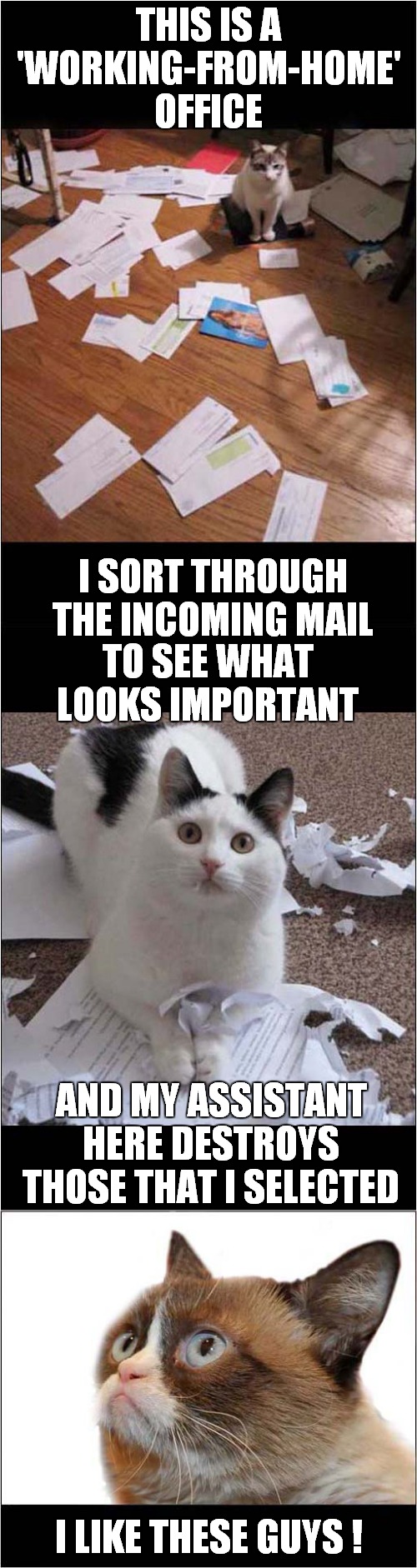 Grumpys Home Office Destruction | THIS IS A 'WORKING-FROM-HOME' OFFICE; I SORT THROUGH THE INCOMING MAIL; TO SEE WHAT LOOKS IMPORTANT; AND MY ASSISTANT HERE DESTROYS THOSE THAT I SELECTED; I LIKE THESE GUYS ! | image tagged in fun,grumpy cat,office,destruction | made w/ Imgflip meme maker