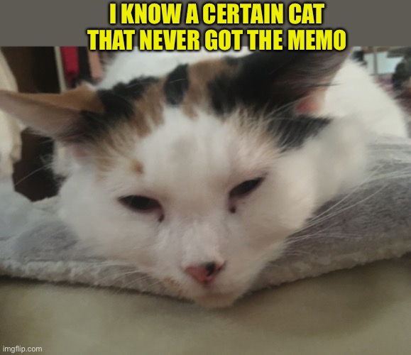I KNOW A CERTAIN CAT THAT NEVER GOT THE MEMO | made w/ Imgflip meme maker