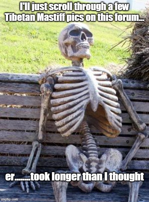 Looking at dog photos | I'll just scroll through a few Tibetan Mastiff pics on this forum... er........took longer than I thought | image tagged in memes,waiting skeleton | made w/ Imgflip meme maker