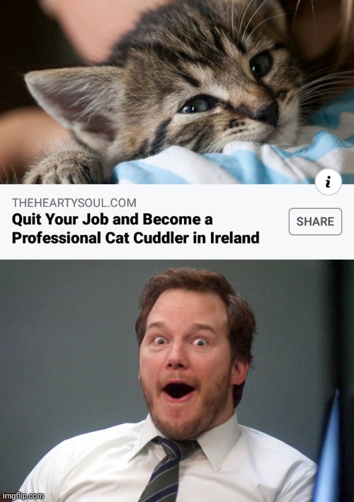 I'M GOING TO IRELAND | image tagged in oooohhhh,memes,cats,ireland | made w/ Imgflip meme maker