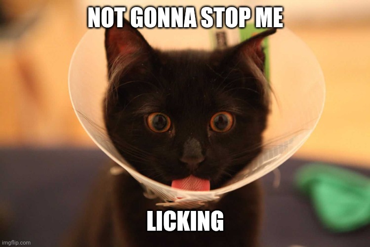 TASTE GOOD? | NOT GONNA STOP ME; LICKING | image tagged in cats,funny cats | made w/ Imgflip meme maker