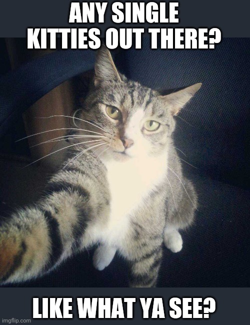 "PM ME" | ANY SINGLE KITTIES OUT THERE? LIKE WHAT YA SEE? | image tagged in cats,funny cats,selfie | made w/ Imgflip meme maker