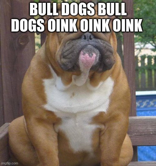 English bull dog | BULL DOGS BULL DOGS OINK OINK OINK | image tagged in english bull dog | made w/ Imgflip meme maker