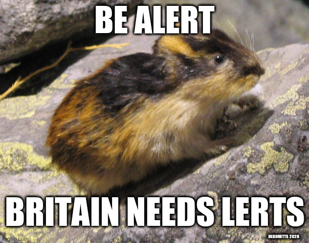 britain needs lerts | BE ALERT; BRITAIN NEEDS LERTS; NEKOMITTS 2020 | image tagged in lert lemmus lemmus,alert,lert,stay alert,be alert,britain needs lerts | made w/ Imgflip meme maker