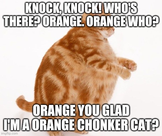 Orange Man Theme Week pt.7 | KNOCK, KNOCK! WHO'S THERE? ORANGE. ORANGE WHO? ORANGE YOU GLAD I'M A ORANGE CHONKER CAT? | image tagged in chonk cat dance,orange man theme week | made w/ Imgflip meme maker