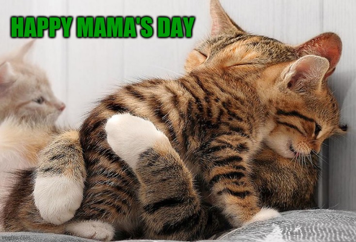 Cat and kitten | HAPPY MAMA'S DAY | image tagged in cat and kitten | made w/ Imgflip meme maker