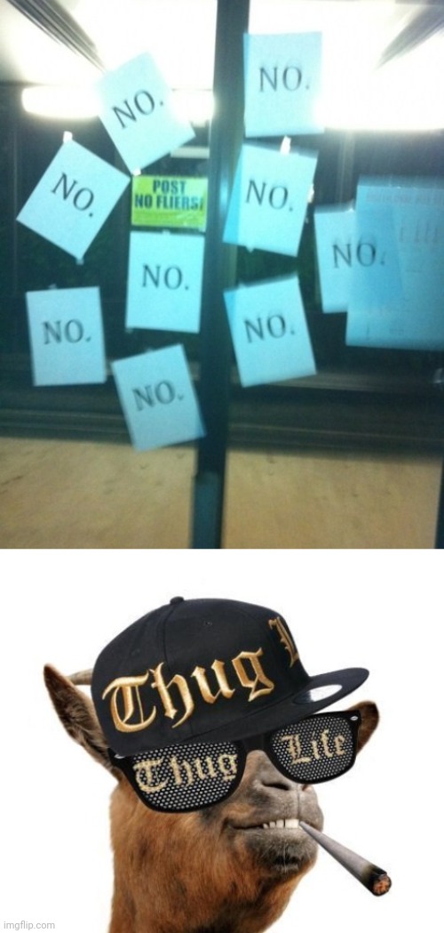 Thug life | image tagged in thug life camel,memes | made w/ Imgflip meme maker