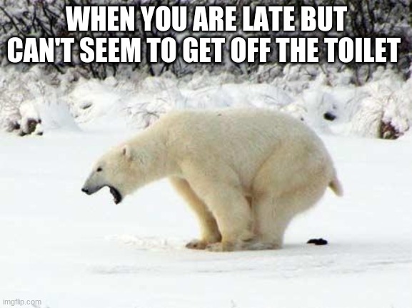 Polar Bear Shits in the Snow | WHEN YOU ARE LATE BUT CAN'T SEEM TO GET OFF THE TOILET | image tagged in polar bear shits in the snow | made w/ Imgflip meme maker
