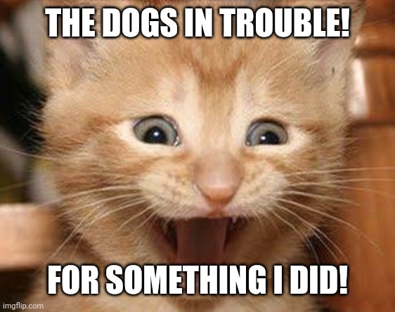 Excited Cat | THE DOGS IN TROUBLE! FOR SOMETHING I DID! | image tagged in memes,excited cat | made w/ Imgflip meme maker