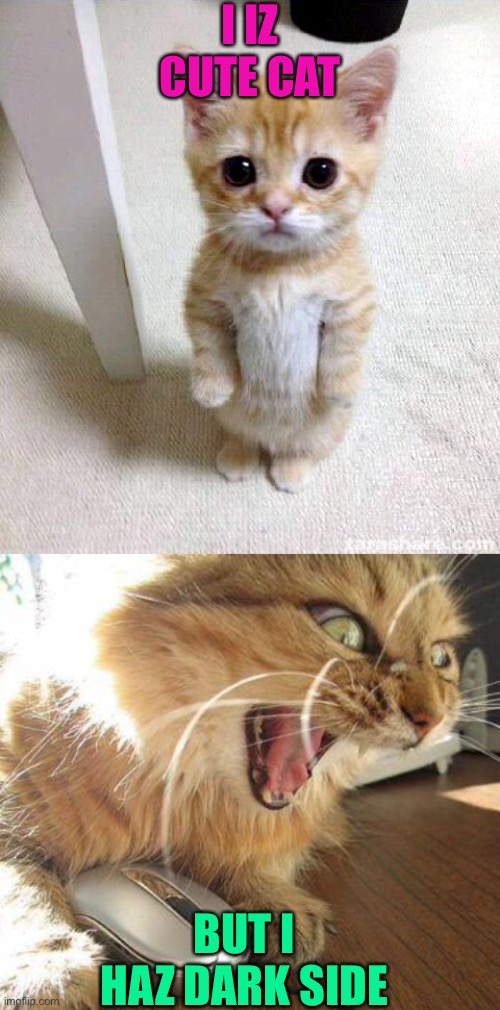 Not-so cute cat | I IZ CUTE CAT; BUT I HAZ DARK SIDE | image tagged in angry cat,memes,cute cat | made w/ Imgflip meme maker