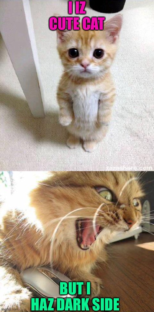 Adorable Anger Cat Meme Generator - Imgflip