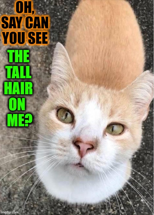 Do You See What I See (his body looks like hair on his head) | OH, SAY CAN YOU SEE; THE TALL HAIR ON    ME? | image tagged in vince vance,green eyes,cats,funny cat memes,new memes,star spangled banner | made w/ Imgflip meme maker