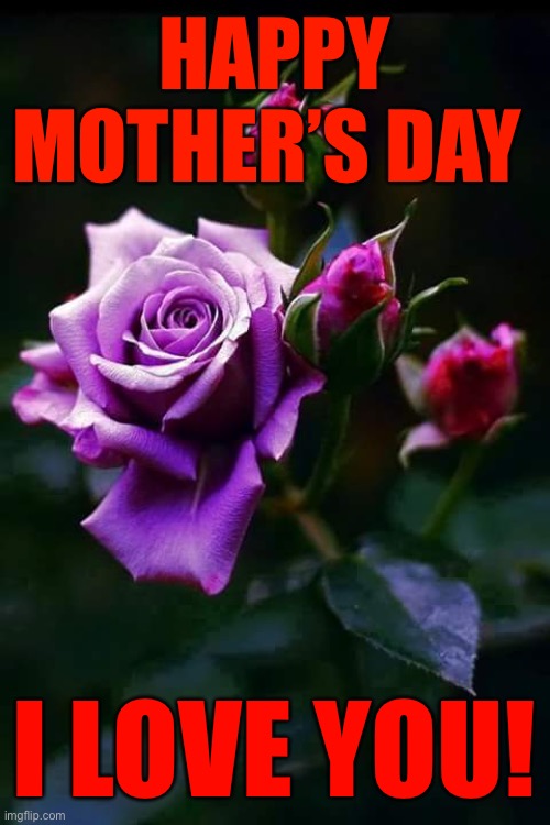 Purple roses  | HAPPY MOTHER’S DAY; I LOVE YOU! | image tagged in purple roses | made w/ Imgflip meme maker