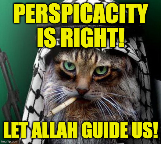 Sarcastic Terrorist Cat | PERSPICACITY IS RIGHT! LET ALLAH GUIDE US! | image tagged in sarcastic terrorist cat | made w/ Imgflip meme maker