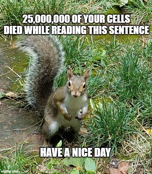 Squirrel | 25,000,000 OF YOUR CELLS DIED WHILE READING THIS SENTENCE; HAVE A NICE DAY | image tagged in squirrel,funny,funny animals | made w/ Imgflip meme maker