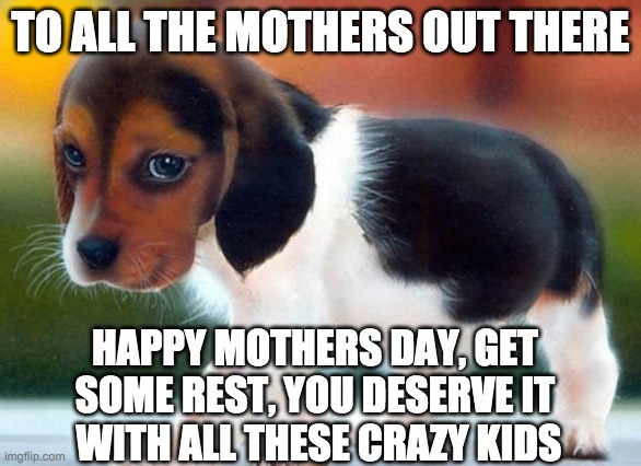 TO ALL THE MOTHERS OUT THERE; HAPPY MOTHERS DAY, GET SOME REST, YOU DESERVE IT; WITH ALL THESE CRAZY KIDS | image tagged in puppy | made w/ Imgflip meme maker