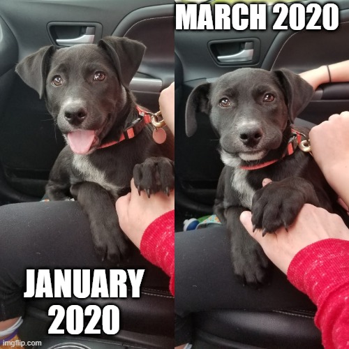 2020 | MARCH 2020; JANUARY 2020 | image tagged in quarantine | made w/ Imgflip meme maker