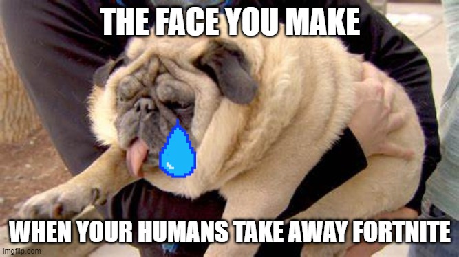 pug | THE FACE YOU MAKE; WHEN YOUR HUMANS TAKE AWAY FORTNITE | image tagged in sad pug | made w/ Imgflip meme maker