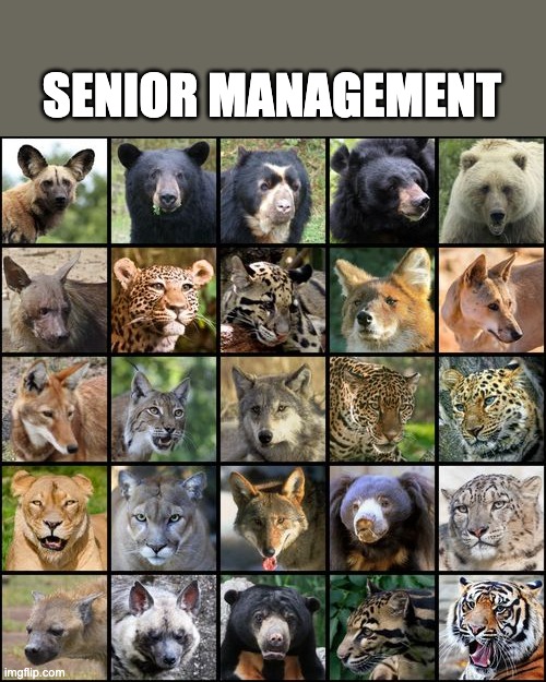 Alphas | SENIOR MANAGEMENT | image tagged in memes,work,office | made w/ Imgflip meme maker