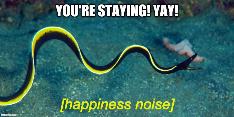 Happiness Noise Eel | YOU'RE STAYING! YAY! | image tagged in happiness noise eel | made w/ Imgflip meme maker