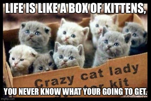Crazy Cat Lady Starter Kit | LIFE IS LIKE A BOX OF KITTENS, YOU NEVER KNOW WHAT YOUR GOING TO GET. | image tagged in crazy cat lady starter kit | made w/ Imgflip meme maker