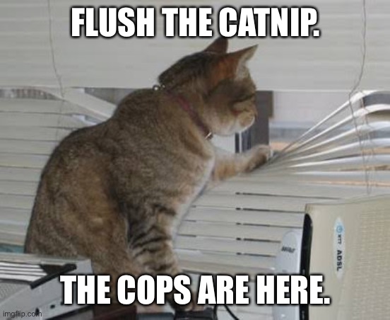 Crazy cats | FLUSH THE CATNIP. THE COPS ARE HERE. | image tagged in crazy cats | made w/ Imgflip meme maker