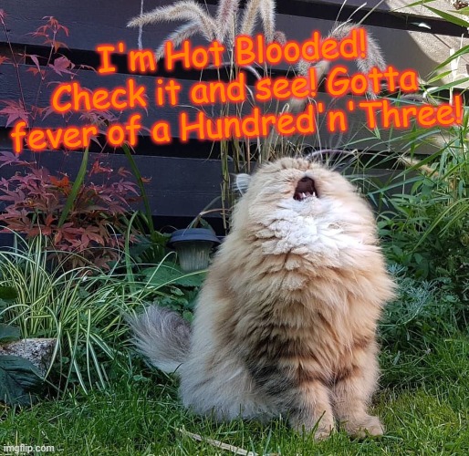 Singing Cat | I'm Hot Blooded! Check it and see! Gotta fever of a Hundred'n'Three! | image tagged in singing cat,memes,foreigner | made w/ Imgflip meme maker