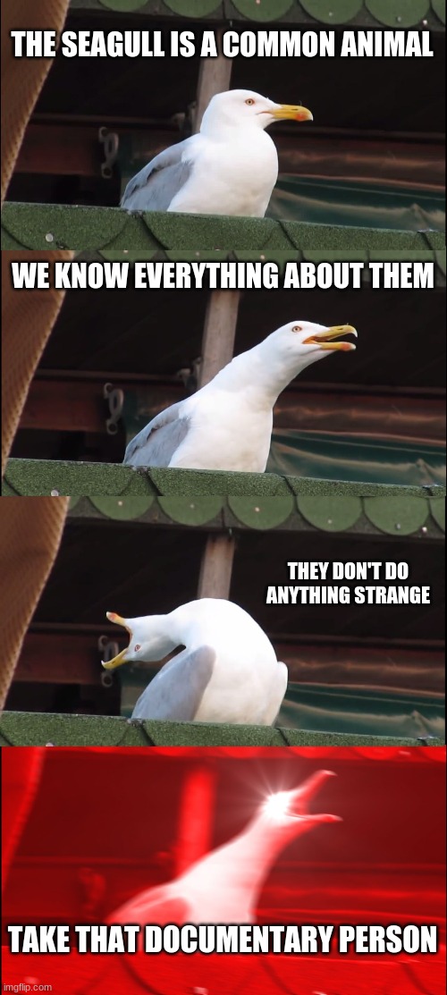 Inhaling Seagull | THE SEAGULL IS A COMMON ANIMAL; WE KNOW EVERYTHING ABOUT THEM; THEY DON'T DO ANYTHING STRANGE; TAKE THAT DOCUMENTARY PERSON | image tagged in memes,inhaling seagull | made w/ Imgflip meme maker