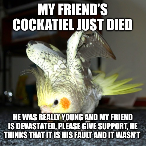 Rip Skye the cockatiel | MY FRIEND’S COCKATIEL JUST DIED; HE WAS REALLY YOUNG AND MY FRIEND IS DEVASTATED, PLEASE GIVE SUPPORT, HE THINKS THAT IT IS HIS FAULT AND IT WASN’T | image tagged in angertiel  angry cockatiel | made w/ Imgflip meme maker