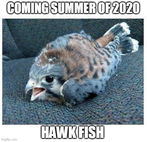 IT CAN FLY AND SWIM UNDER WATER | COMING SUMMER OF 2020; HAWK FISH | image tagged in 2020,hawk,fish | made w/ Imgflip meme maker