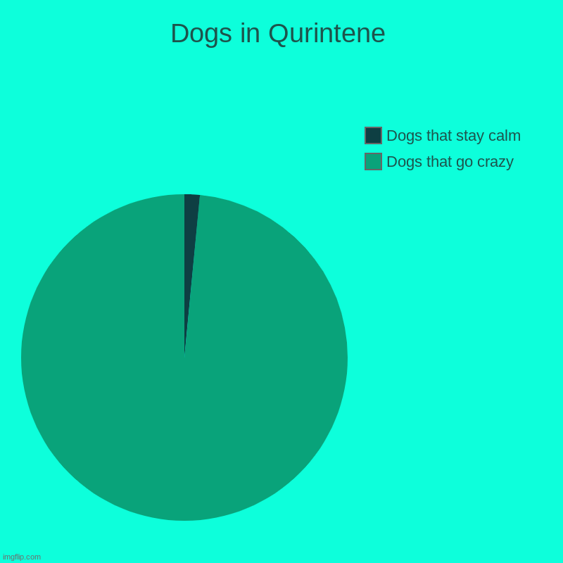 Dogs in Qurintene | Dogs that go crazy, Dogs that stay calm | image tagged in charts,pie charts | made w/ Imgflip chart maker