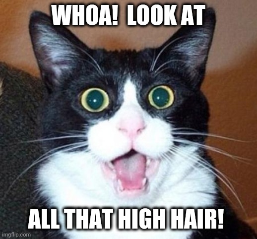 Surprised cat lol | WHOA!  LOOK AT ALL THAT HIGH HAIR! | image tagged in surprised cat lol | made w/ Imgflip meme maker