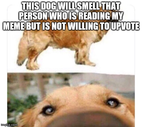 Incroyable ce chien ressent | THIS DOG WILL SMELL THAT PERSON WHO IS READING MY MEME BUT IS NOT WILLING TO UPVOTE | image tagged in incroyable ce chien ressent | made w/ Imgflip meme maker