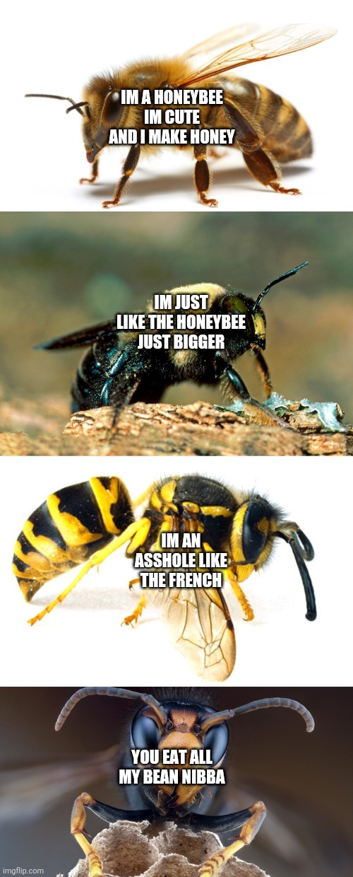 Bees carpenter bees yellowjackets and murder hornets | IM A HONEYBEE IM CUTE AND I MAKE HONEY; IM JUST LIKE THE HONEYBEE JUST BIGGER; IM AN ASSHOLE LIKE THE FRENCH; YOU EAT ALL MY BEAN NIBBA | image tagged in murder hornet | made w/ Imgflip meme maker
