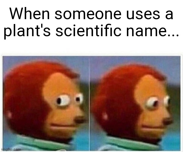 Monkey Puppet | When someone uses a plant's scientific name... | image tagged in memes,monkey puppet,plants | made w/ Imgflip meme maker
