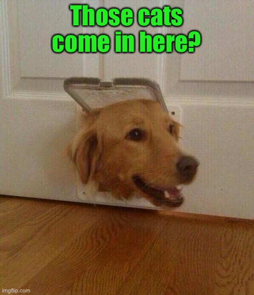 Dog door | Those cats come in here? | image tagged in dog door | made w/ Imgflip meme maker