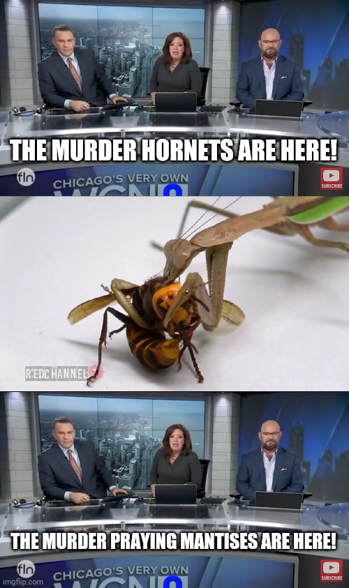 Murder hornets | THE MURDER HORNETS ARE HERE! THE MURDER PRAYING MANTISES ARE HERE! | image tagged in funny memes | made w/ Imgflip meme maker