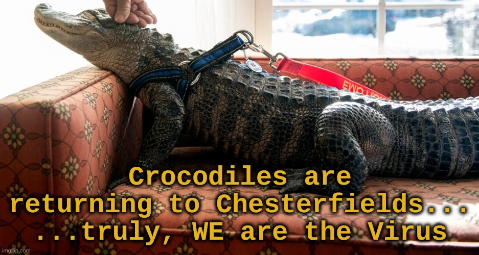 WE are the virus | Crocodiles are returning to Chesterfields...
...truly, WE are the Virus | image tagged in covid-19,covid19,covid 19,crocodile,chesterfield,we are the virus | made w/ Imgflip meme maker