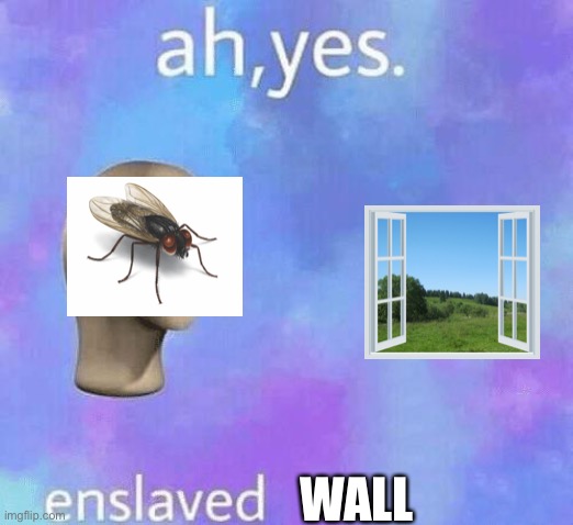Ah Yes enslaved | WALL | image tagged in ah yes enslaved,memes | made w/ Imgflip meme maker