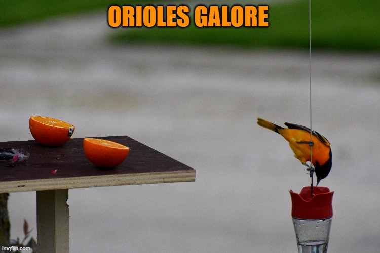 orioles | ORIOLES GALORE | image tagged in bird,feeder | made w/ Imgflip meme maker