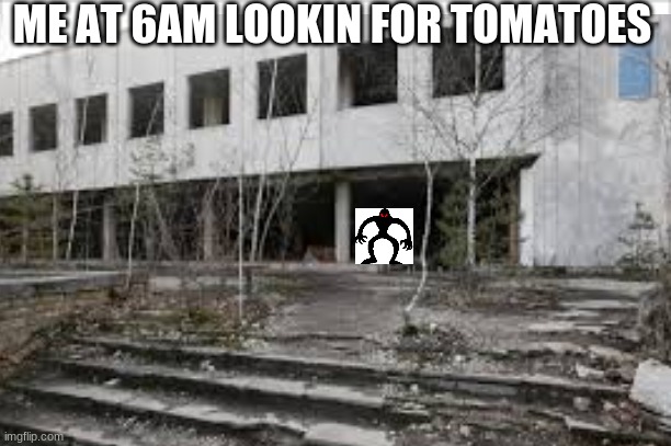 TOMATOES | ME AT 6AM LOOKIN FOR TOMATOES | image tagged in memes | made w/ Imgflip meme maker