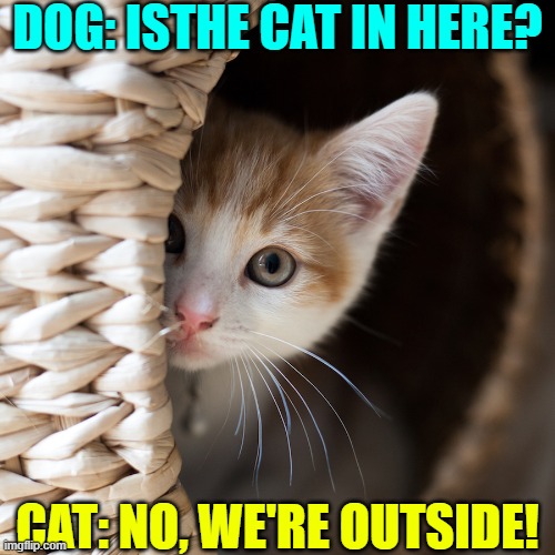 Are Cats Smarter than Dogs? | DOG: ISTHE CAT IN HERE? CAT: NO, WE'RE OUTSIDE! | image tagged in vince vance,cats,kittens,funny cat memes,i love cats,dogs and cats | made w/ Imgflip meme maker