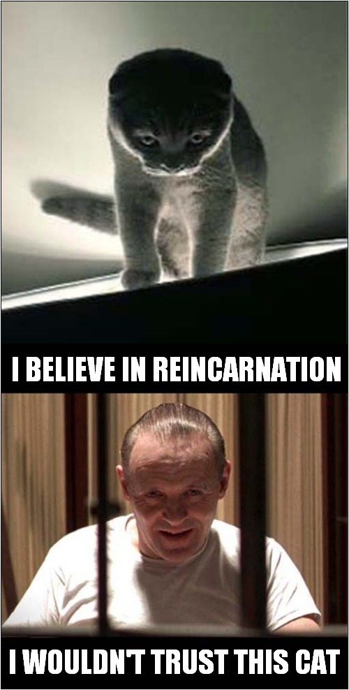 Hannibal Cat | I BELIEVE IN REINCARNATION; I WOULDN'T TRUST THIS CAT | image tagged in fun,cats,hannibal lecter | made w/ Imgflip meme maker