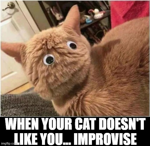 Why I Should Get Out More | WHEN YOUR CAT DOESN'T LIKE YOU... IMPROVISE | image tagged in vince vance,funny cat memes,understanding,i love cats,cats,stupid memes | made w/ Imgflip meme maker