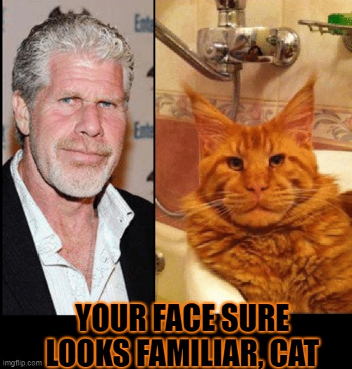 Cats that Look Like their Masters | YOUR FACE SURE LOOKS FAMILIAR, CAT | image tagged in vince vance,funny cat memes,i love cats,new memes,cats,coincidence i think not | made w/ Imgflip meme maker