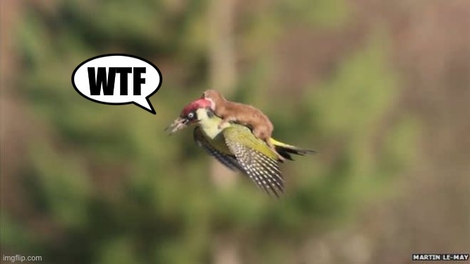 WTF | image tagged in wtf | made w/ Imgflip meme maker