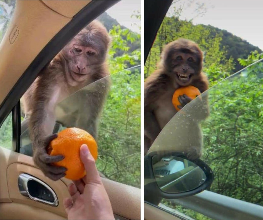High Quality monkey given orange Blank Meme Template