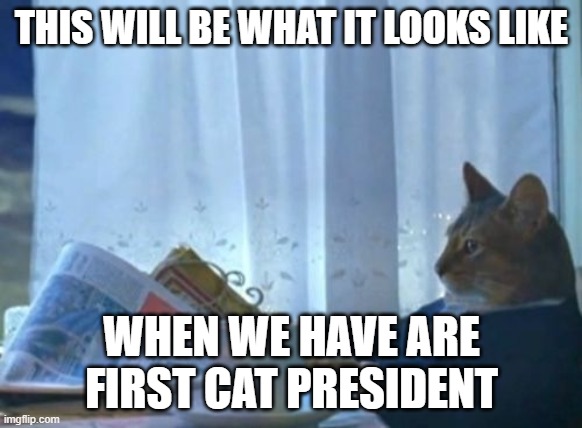 I Should Buy A Boat Cat Meme | THIS WILL BE WHAT IT LOOKS LIKE; WHEN WE HAVE ARE FIRST CAT PRESIDENT | image tagged in memes,i should buy a boat cat | made w/ Imgflip meme maker