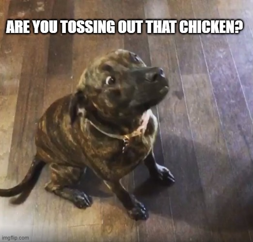 Scared Dog | ARE YOU TOSSING OUT THAT CHICKEN? | image tagged in your going to do what | made w/ Imgflip meme maker